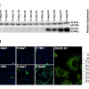 Graphs and pictures from research performed by Robin Dowell and Amy Palmer