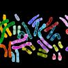 Telomeres sit at the ends of chromosomes to protect their genetic data (colorful DNA pic) Credit: Jane Ades, NHGRI