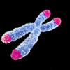 Telomeres