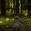 Fireflies