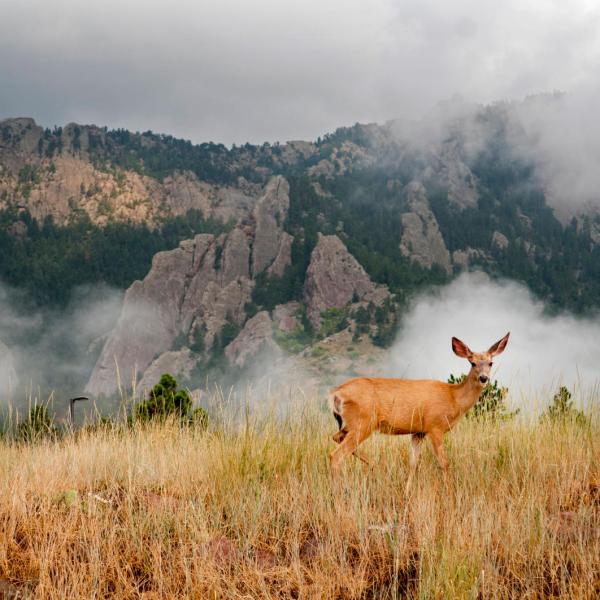 National Center for Atmospheric Research (Photo by Glenn Asakawa/University of Colorado)