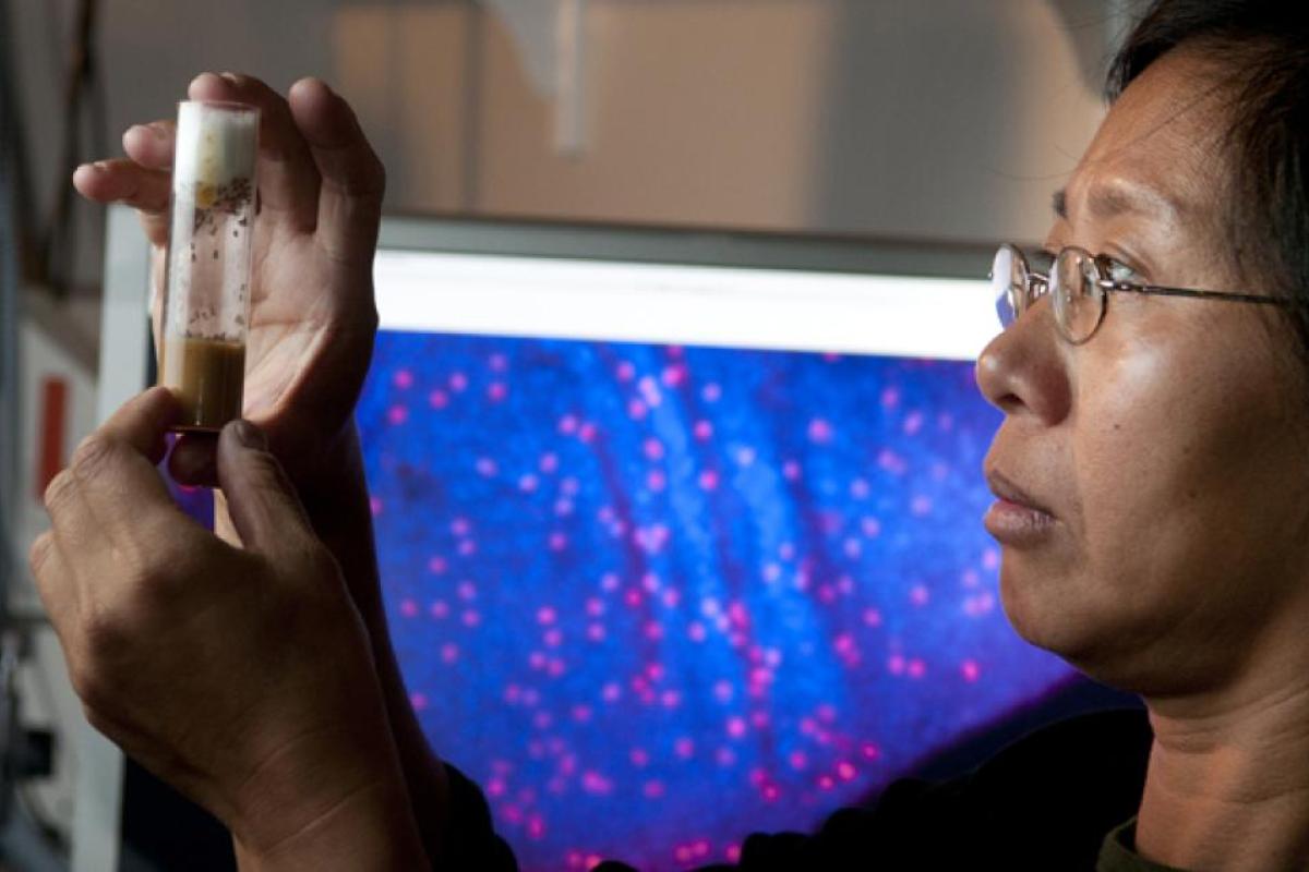 A woman scientist with black short hair and glasses looks inquisitively at a test tube
