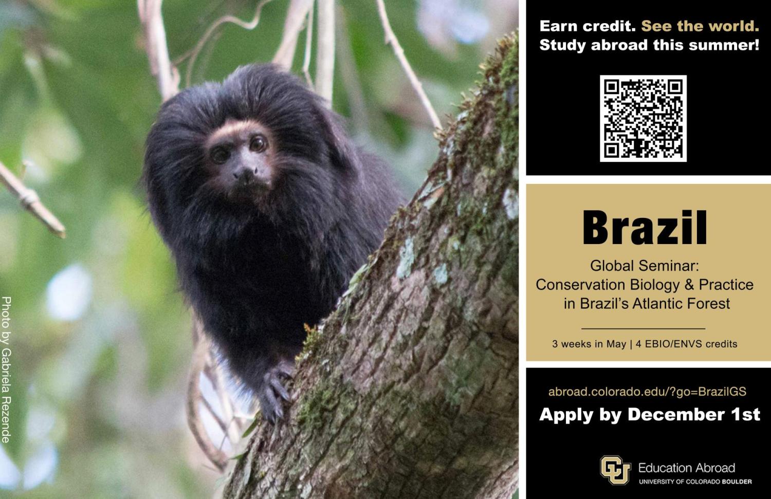 Brazil Monkey