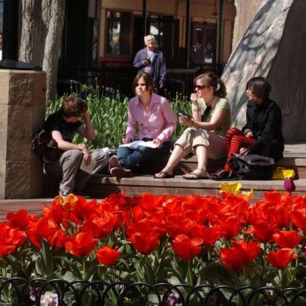 Downtown Boulder - Tulips