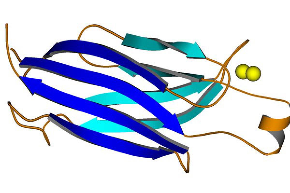 C2 domain