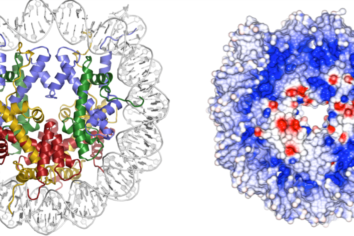 nucleosomes