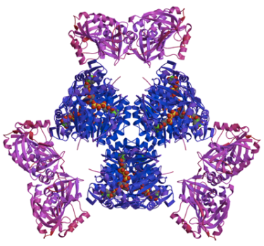 ArnA Crystal Structure