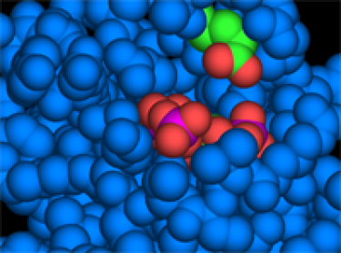 Sentry glutamate residue guarding the PIP3 binding pocket in GRP1 PH domain