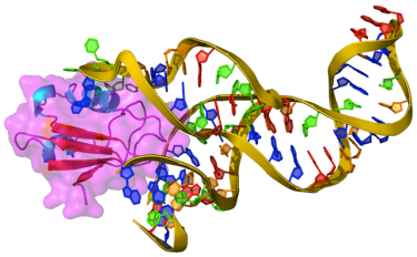 yxin-RNA