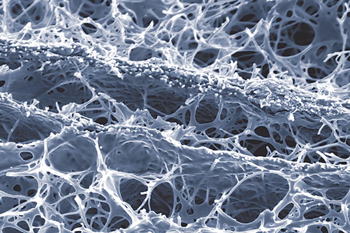 Gradient matrices of natural biopolymers, Advanced functional materials cover