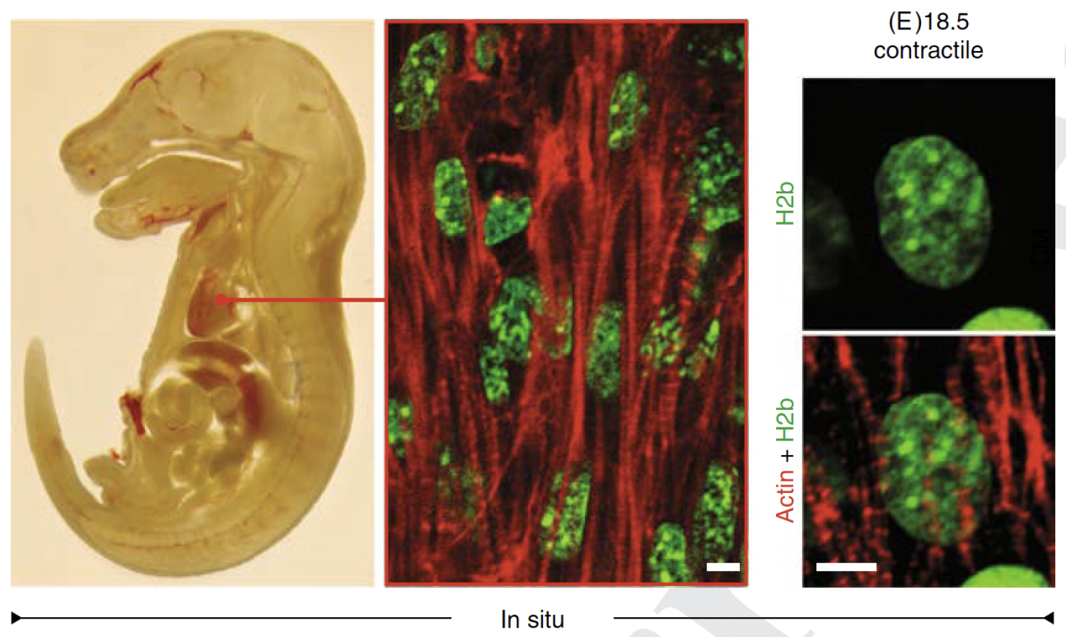 Mouse embryo