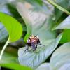 tiny mCLARI robot standing on a leaf in nature
