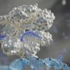 RNA CRISPR DNA Lehman image