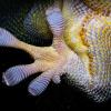 close up picture of the hair-like fibers on gecko toes