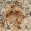 fire ants