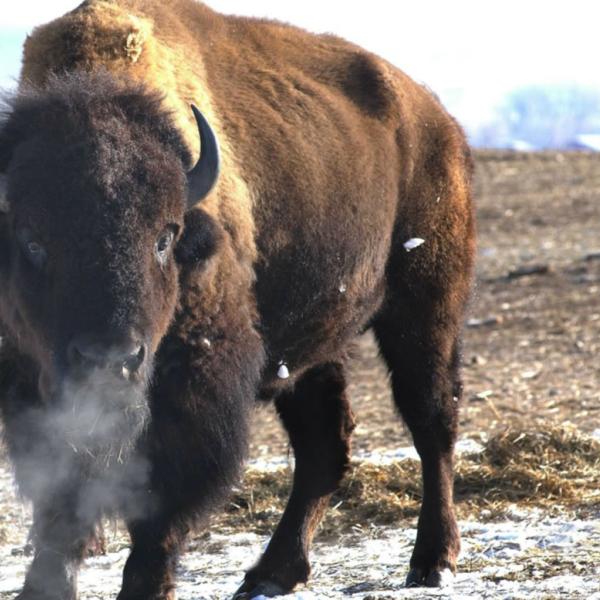Snorting buffalo in a field. It's always best to photograph buffalo with a telephoto lens.