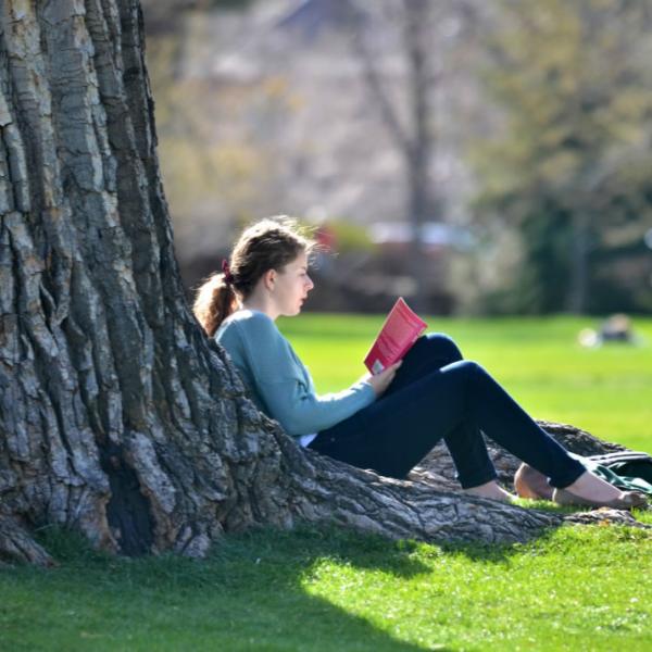 Student studies under a tree in the quad. Beautiful backlighting in this image.