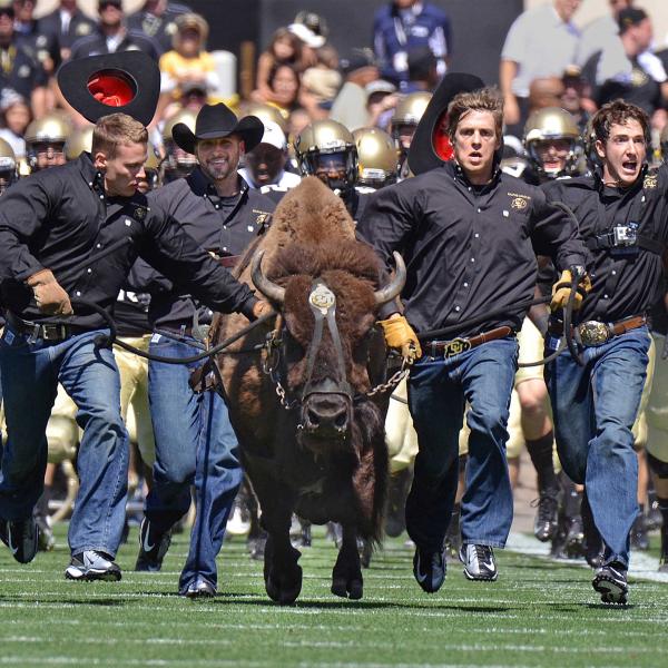 Students running and guiding Ralphie on the football field