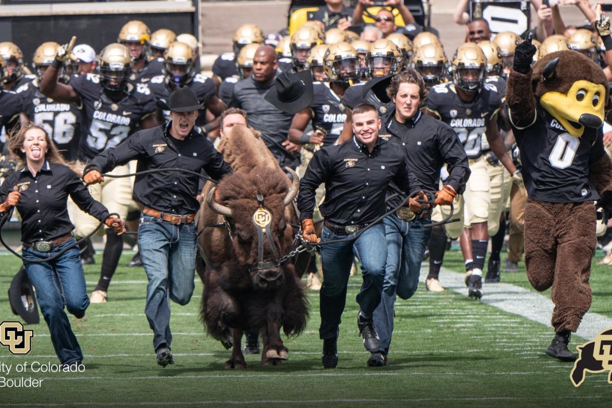 Ralphie and her handlers running Folsom Field