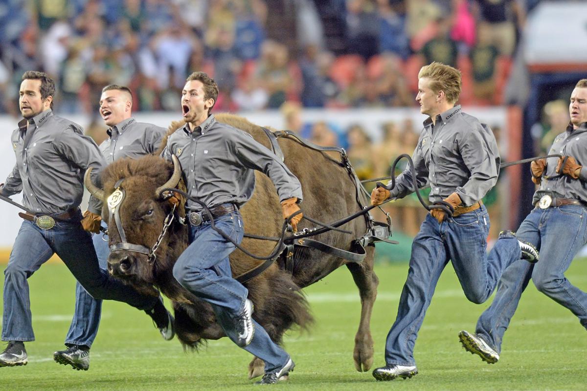 Ralphie running with her handlers