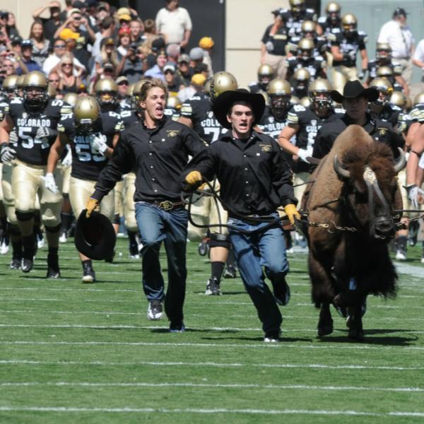 Ralphie and her runners lead the team onto Folsom Field. 