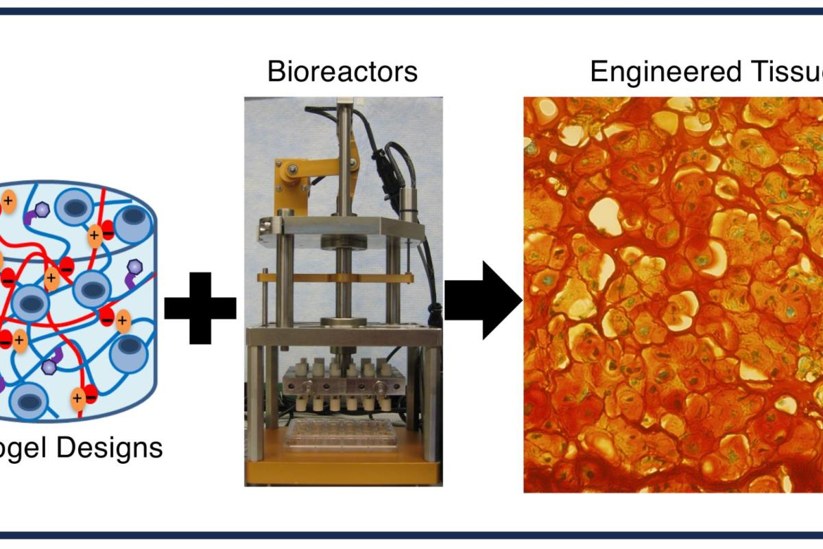 Biochemical and mechanical cues