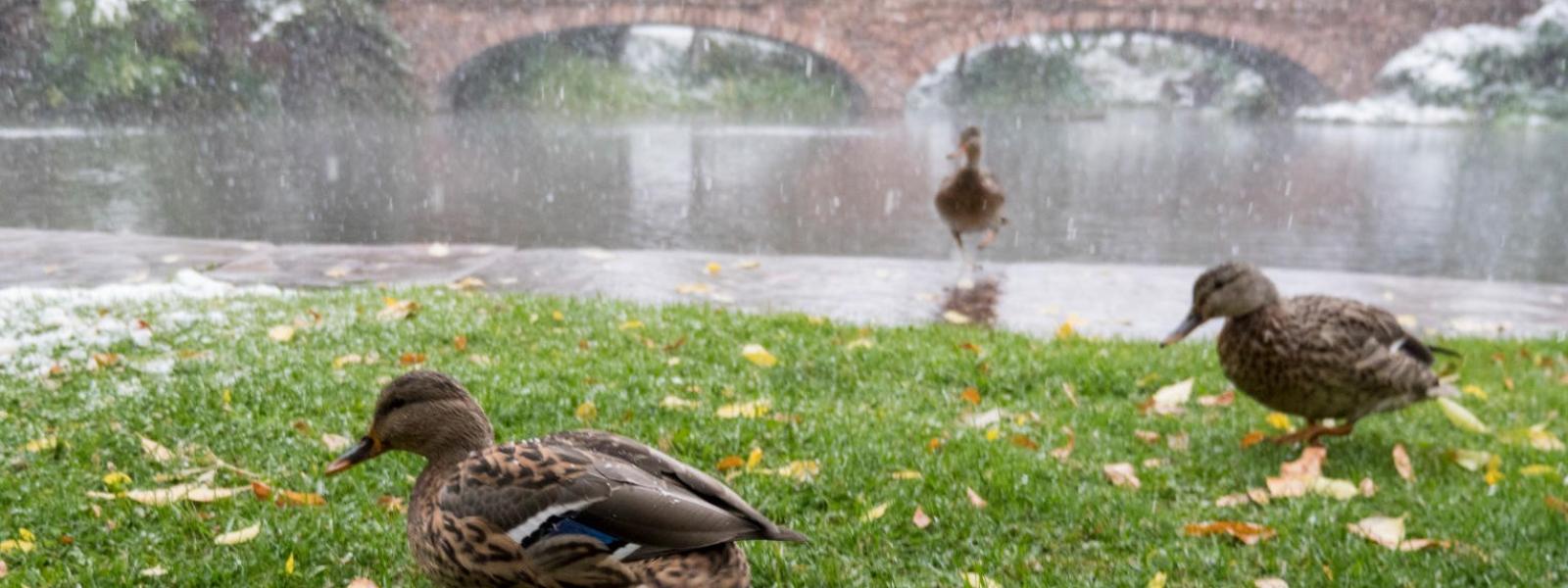 Ducks in snow on campus.