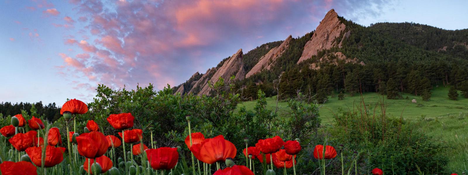 Landscape with red flowers in the foreground and flat irons in the background.