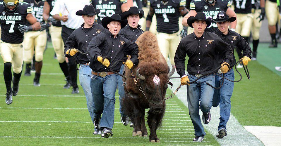 Student lead Ralphie onto the field at a home football game. The team is taking to the field in the background.