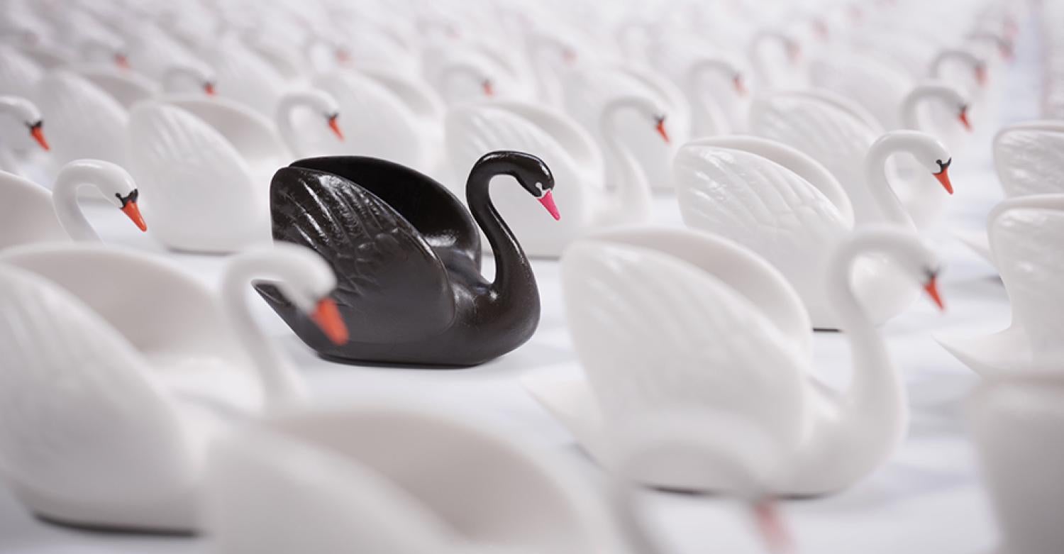 Figure of a black swan in a field of white swans.