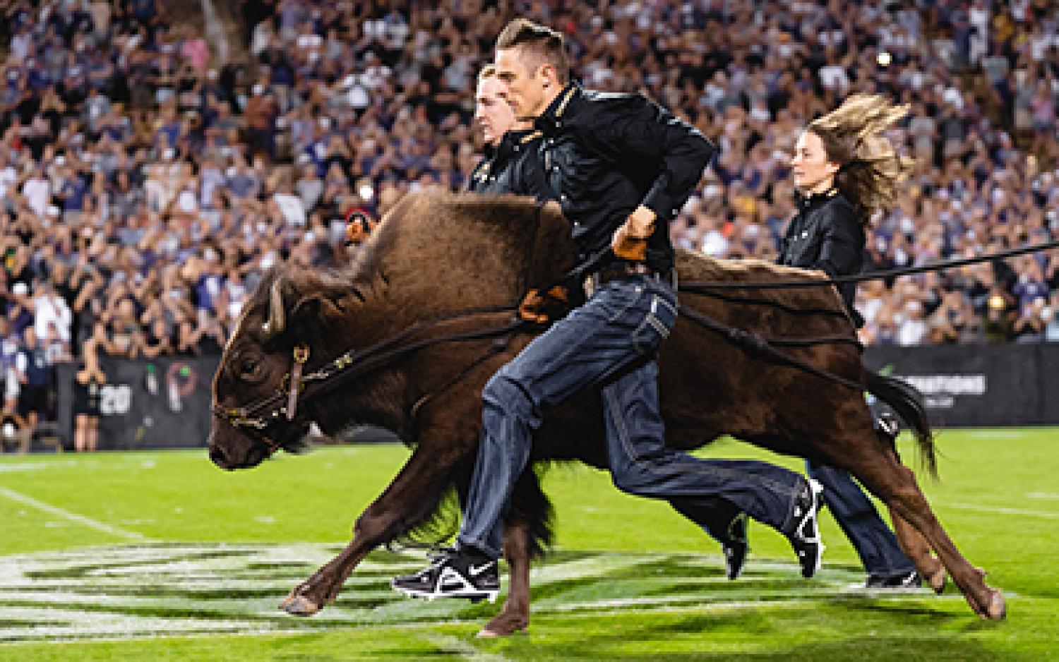 Wes Weber and his teammates run down the football field trailing Ralphie, the live buffalo mascot.