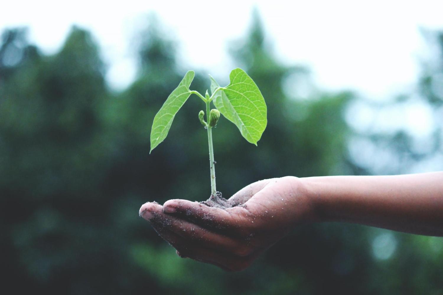 Image of plant