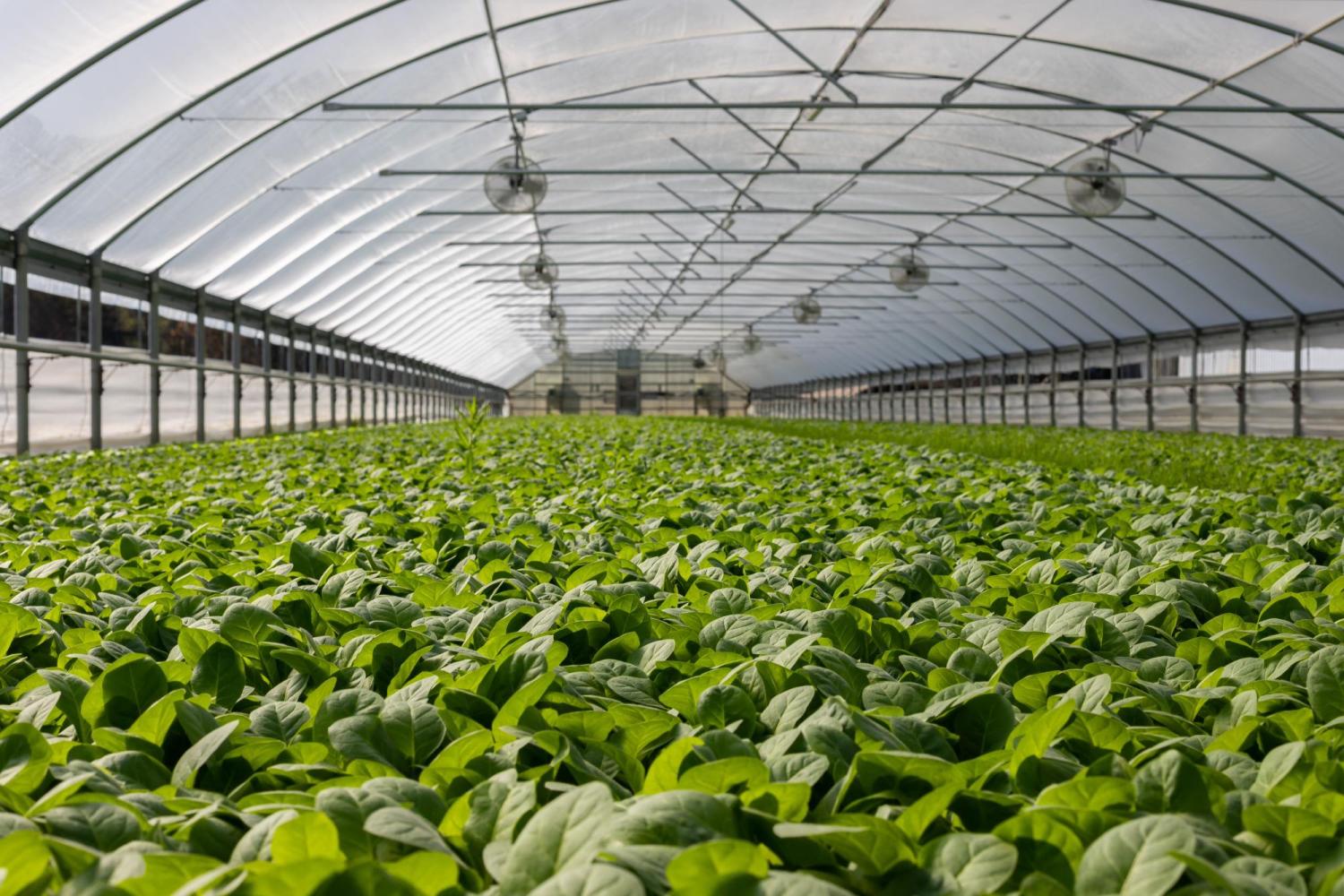 Image of greenery