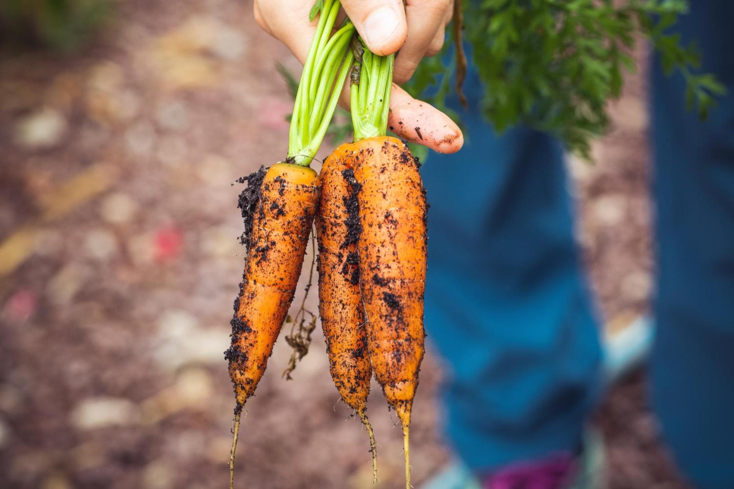 image of organic food