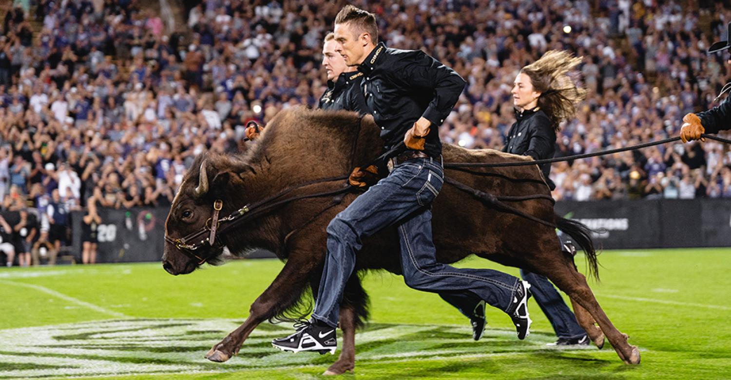 Students in traditional Western attire run alongside the buffalo during a home game.