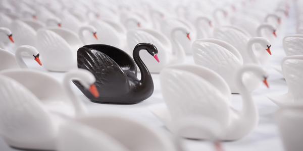 Figure of a black swan in a field of white swans.