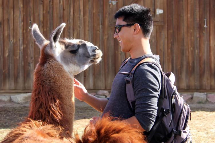 Lunch with llamas