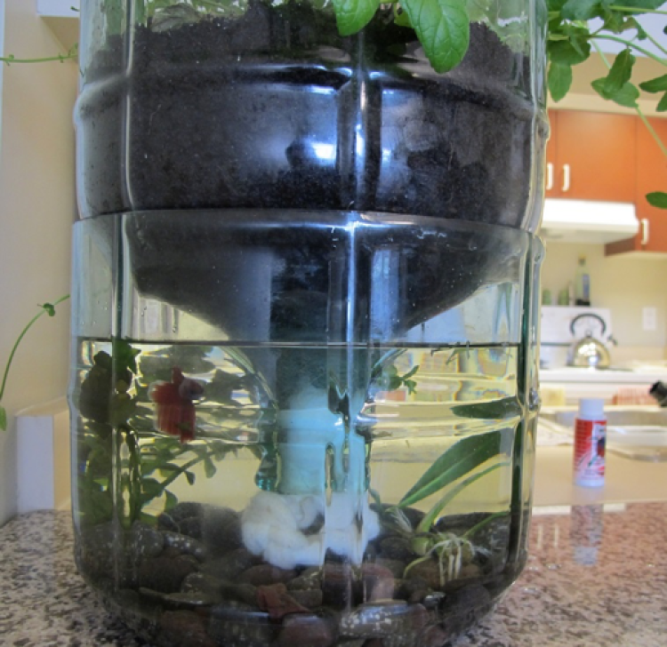 Aquaponics