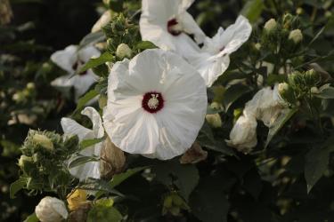 White Flowering Shrub