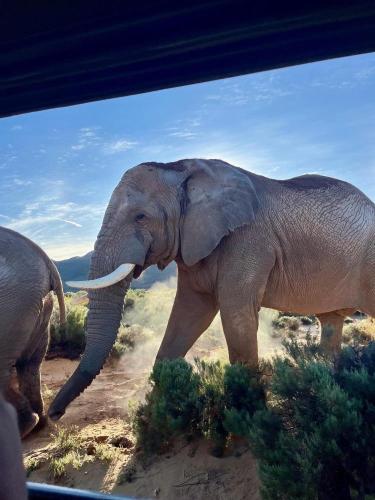 A bull elephant walks past