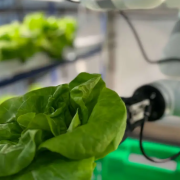 Urban Farm's Robots Taking Care of Plants