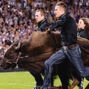 Closeup of Ralphie and three students running downfield at a night football game.