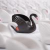 Figure of a black swan in a field of white swans.
