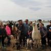 Lunch with llamas