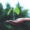 image of plant
