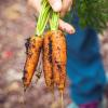 image of organic food