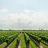 agriculture
