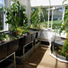 Aquaponics1
