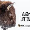 Snowy Buffalo