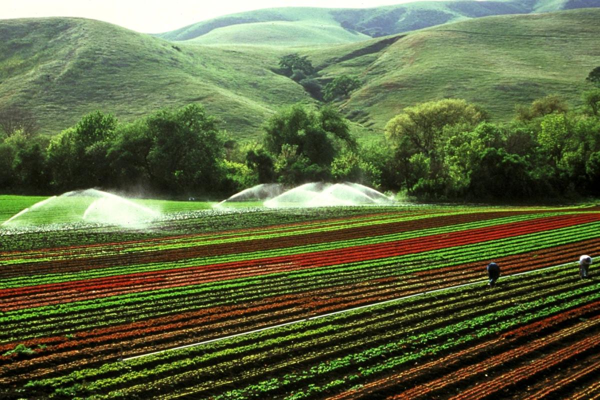 lettuce fields being irrigated and picked